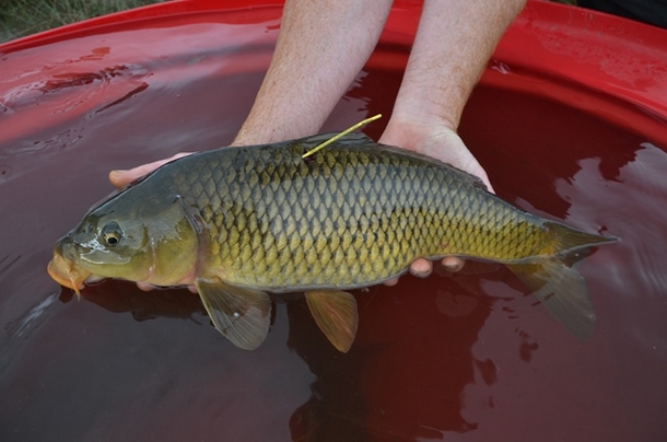 Tagged carp program for Murrumbidgee